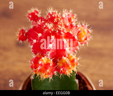 Kaktus auf weißem Hintergrund, Gymnocalycium Mihanovichii variegata Stockfoto