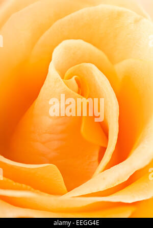 Detaillierte Makro Bild einer rose Blume Stockfoto
