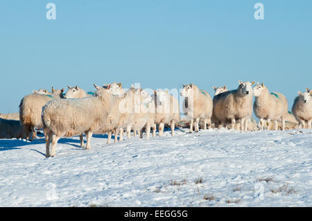 Mynydd Epynt, Powys, UK. 18. Januar 2015. Schafe warten für den Landwirt, Essen auf dem Hochmoor Mynydd Epynt zu bringen. Mitte Wales aufwacht, Sub Minustemperaturen und einen wunderschönen blauen Himmel. Bildnachweis: Graham M. Lawrence/Alamy Live-Nachrichten. Stockfoto