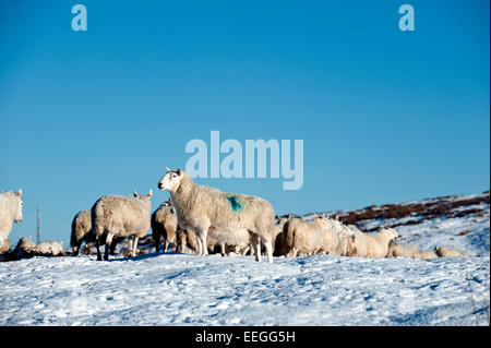 Mynydd Epynt, Powys, UK. 18. Januar 2015. Schafe warten für den Landwirt, Essen auf dem Hochmoor Mynydd Epynt zu bringen. Mitte Wales aufwacht, Sub Minustemperaturen und einen wunderschönen blauen Himmel. Bildnachweis: Graham M. Lawrence/Alamy Live-Nachrichten. Stockfoto