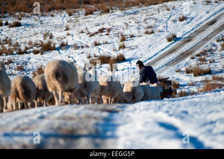 Mynydd Epynt, Powys, UK. 18. Januar 2015. Schafe versammeln sich um ein Bauer auf einem Quad-Bike, die einige Körnung auf der Roa auf das Hochmoor Mynydd Epynt in Powys, Wales ausübt. Mitte Wales aufwacht, Sub Minustemperaturen und einen wunderschönen blauen Himmel. Bildnachweis: Graham M. Lawrence/Alamy Live-Nachrichten. Stockfoto