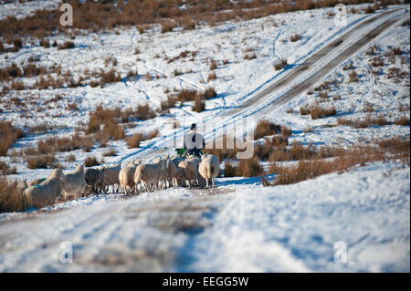 Mynydd Epynt, Powys, UK. 18. Januar 2015. Schafe versammeln sich um ein Bauer auf einem Quad-Bike, die einige Körnung auf der Roa auf das Hochmoor Mynydd Epynt in Powys, Wales ausübt. Mitte Wales aufwacht, Sub Minustemperaturen und einen wunderschönen blauen Himmel. Bildnachweis: Graham M. Lawrence/Alamy Live-Nachrichten. Stockfoto