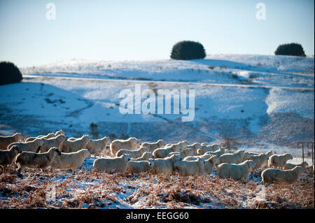 Mynydd Epynt, Powys, UK. 18. Januar 2015. Schafe warten für den Landwirt mitbringen von Speisen auf das Hochmoor Mynydd Epynt in Powys, Wales, Vereinigtes Königreich. Mitte Wales aufwacht, Sub Minustemperaturen und einen wunderschönen blauen Himmel. Bildnachweis: Graham M. Lawrence/Alamy Live-Nachrichten. Stockfoto