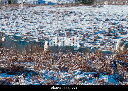 Mynydd Epynt, Powys, UK. 18. Januar 2015. Schafe warten für den Landwirt mitbringen von Speisen auf das Hochmoor Mynydd Epynt in Powys, Wales, Vereinigtes Königreich. Mitte Wales aufwacht, Sub Minustemperaturen und einen wunderschönen blauen Himmel. Bildnachweis: Graham M. Lawrence/Alamy Live-Nachrichten. Stockfoto