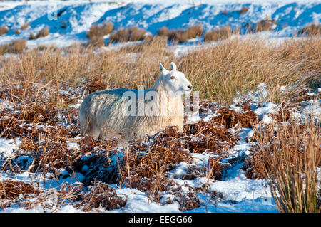 Mynydd Epynt, Powys, UK. 18. Januar 2015. Ein Schaf auf dem Hochmoor Mynydd Epynt 400 Meter über dem Meeresspiegel. Mitte Wales aufwacht, Sub Minustemperaturen und einen wunderschönen blauen Himmel. Bildnachweis: Graham M. Lawrence/Alamy Live-Nachrichten. Stockfoto