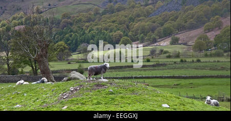 Schafe unter einem Baum im Great Langdale Valley, Lake District Stockfoto