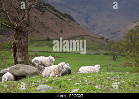 Schaf-Rest unter einem Baum im Great Langdale Valley, Lake District Stockfoto