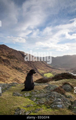 Schwarze Labrador freut über den Blick auf Blea Tarn von Seite Hecht, Langdale, Lake District, England. UK Stockfoto