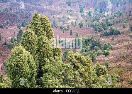 Landschaft in der Lüneburger Heide (Deutschland) Stockfoto