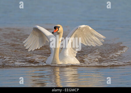 Erwachsenen Höckerschwan Landung auf Wasser mit seinen Flügeln Stockfoto