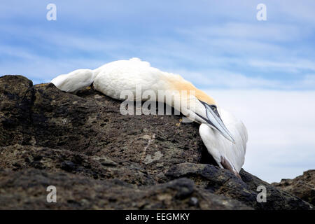 Ein Vogel tot Basstölpel (Morus Bassanus) angespült an der Küste, nahe dem Bass Rock Rechtsdiskussion. Stockfoto