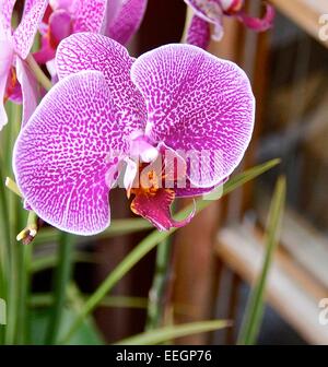 Phalaenopsis Closeup, einer Art Orchidee in Taiwan. Stockfoto