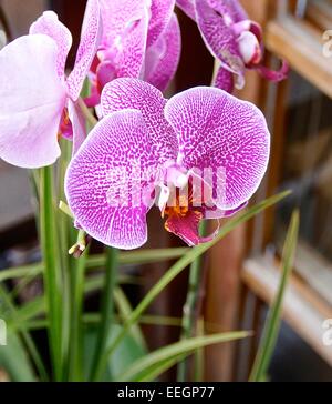 Phalaenopsis Closeup, einer Art Orchidee in Taiwan. Stockfoto