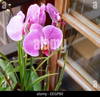 Phalaenopsis Closeup, einer Art Orchidee in Taiwan. Stockfoto