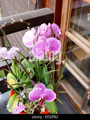 Phalaenopsis Closeup, einer Art Orchidee in Taiwan. Stockfoto