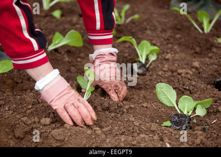 Frau, die Gemüse im Frühlingsgemüse Garten pflanzt Kohl Setzlinge Pflanzen Hände Pflanzen, Boden Arbeiten Handschuhe Gemüse anbauen Stockfoto