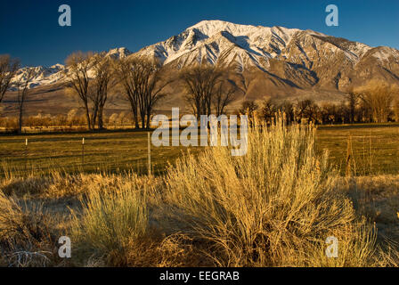 Mt-Tom in Eastern Sierra Nevada im Winter, Rabbitbush vorn, Runde Tal in der Nähe von Bishop, Kalifornien, USA Stockfoto