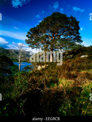 Waldkiefern am Ufer des Loch Maree, Wester Ross, Schottland Stockfoto