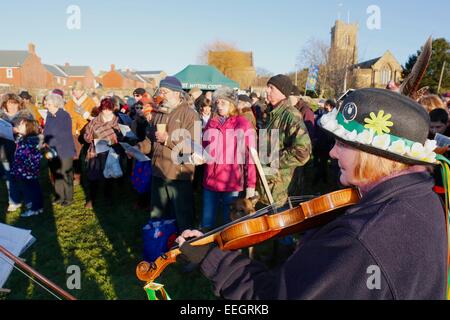 Bridport, Dorset, UK. 18. Januar 2015: Morris Dancers in Bridports Gemeinschaft Orchard an die alte Tradition des vergnügt teilnehmen. Vergnügt fand hauptsächlich in den Apfelwein Herstellung von Westengland Obstgärten. Das singen tanzen und laute Geräusche waren gedacht, um böse Geister abschrecken und sorgen für eine gute Ernte. Bildnachweis: Tom Corban/Alamy Live-Nachrichten Stockfoto