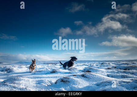 Haustiere: schwarzer Labrador und gemischte Rasse Hund in die verschneite Landschaft im blauen Himmel läuft, Yorkshire, Großbritannien Stockfoto