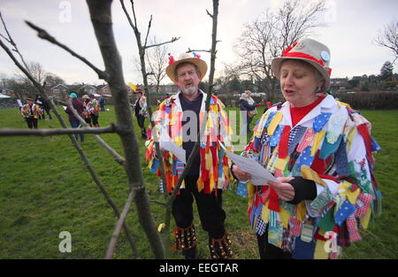 Morris Tänzer singen & doff ihre Kappen, ein junger Apfelbaum im Rahmen der Wassail Feierlichkeiten in einer Gemeinschaft Obstgarten Derbyshire UK Stockfoto