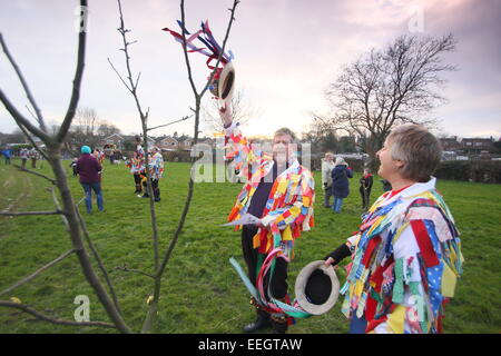 Morris Tänzer singen & doff ihre Kappen, ein junger Apfelbaum im Rahmen der Wassail Feierlichkeiten in einer Gemeinschaft Obstgarten Derbyshire UK Stockfoto