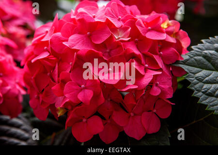 Rote Hydrangea macrophylla rote Blume Stockfoto
