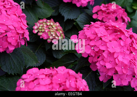 Hydrangea macrophylla Stockfoto