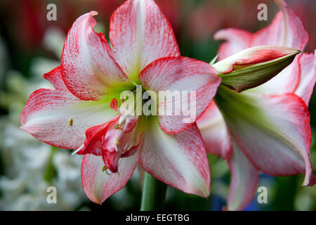 Amaryllis, Hippeastrum Apfelblüte Stockfoto