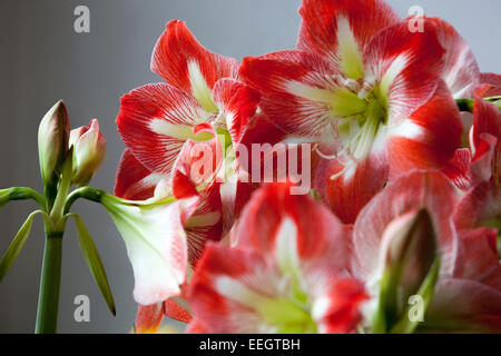 Amaryllis Hippeastrum Stockfoto