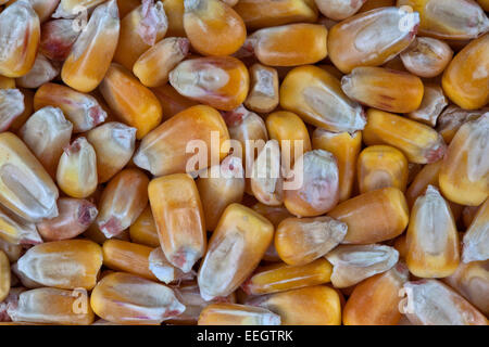 Geschälter Mais "Zea Mays". Stockfoto