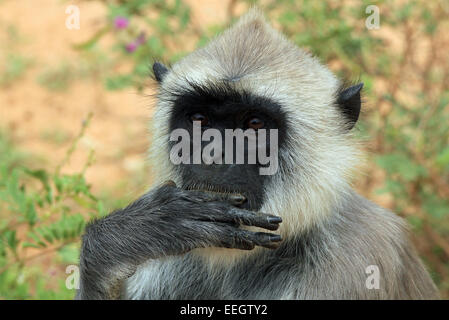 Nahaufnahme von einem grauen Languren (Semnopithecus Schistaceus) Essen, Yala, Sri Lanka Stockfoto