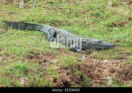 Mugger-Krokodil (Crocodylus Palustris), Yala-Nationalpark, Sri Lanka Stockfoto