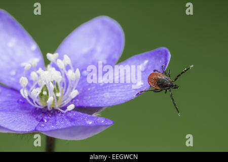 Die Rizinuspflanze Zecke (Ixodes Ricinus) Stockfoto