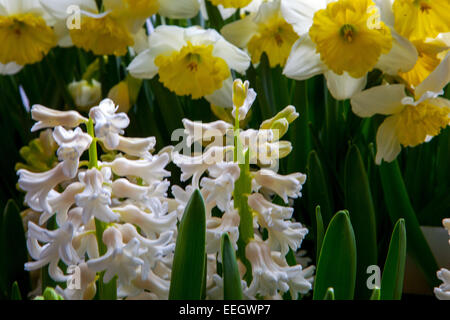 Weiße Hyazinthen Blumen in Blüte, Frühling Garten Grenze Narzissen Detail Stockfoto