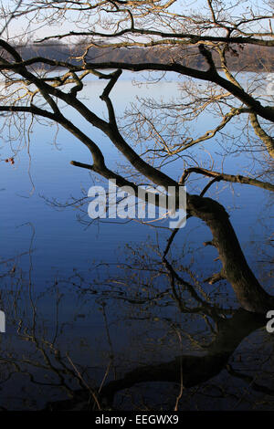 Lake Side, blaue Wasser Bäume in stillem Wasser, setzen die meisten blühenden Bäume ihre Blüten das Jahr, bevor sie blühen. Stockfoto