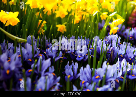 Spring Blue Iris Flowers Iris reticulata Yellow Daffodils Flowers Plant Stockfoto