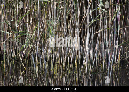 Schilf wächst in Wicken Fen Cambridgeshire Stockfoto