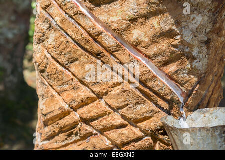 Milchige Latex aus Gummibaum, Hevea Brasiliensis gewonnen Stockfoto