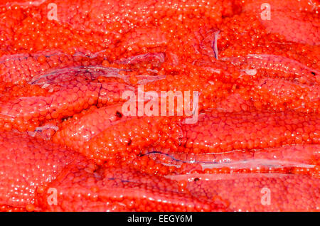 Sockeye Lachs Roe, Oncorhynchus Nerka, Britisch-Kolumbien, Kanada, Pazifik Stockfoto