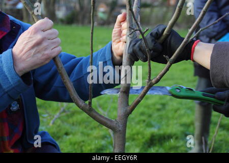 Ein Mann unterstützt die Zweige eines jungen Apfelbaum, während es bei einer Gemeinschaft Orchard in Chesterfield, Derbyshire, UK beschnitten ist Stockfoto