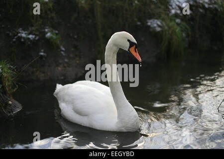 Schwan anmutig schwimmen an einem Wintertag Stockfoto