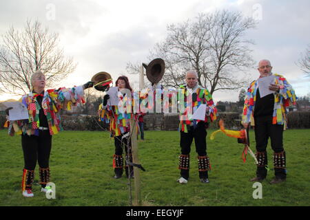 Morris Männer doff ihre Hüte, wie sie einen jungen Apfelbaum singen, während vergnügt bei einer Gemeinschaft Orchard in Derbyshire, Großbritannien Stockfoto