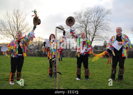 Morris Männer doff ihre Hüte, einen jungen Apfelbaum als Bestandteil der Wassail feiern in einer Gemeinschaft Obstgarten in Derbyshire, Großbritannien Stockfoto