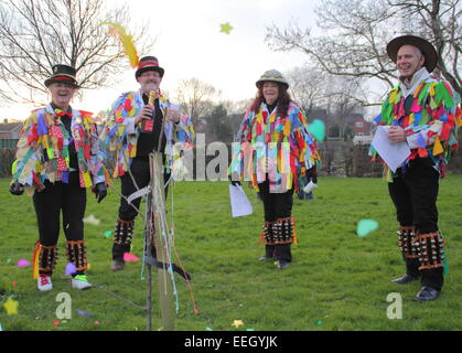 Morris Männer verkleiden"" einen jungen Apfelbaum mit Konfetti als Teil der Feierlichkeiten Wassail bei einer Gemeinschaft Orchard, Derbyshire, UK Stockfoto