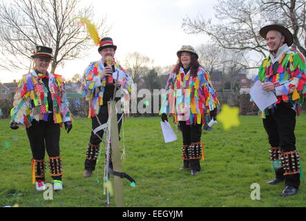 Morris Männer freizugeben Konfetti, als sie einen jungen Apfelbaum als Bestandteil der Wassail feiern in einem Obstgarten, Derbyshire UK singen Stockfoto