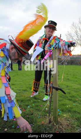 Morris Männer schmücken einen jungen Apfelbaum als Bestandteil der Wassail feiern in einer Gemeinschaft Obstgarten in Derbyshire, Großbritannien - Januar Stockfoto