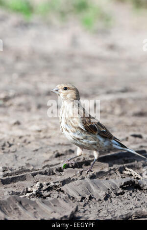 Hänfling (Acanthis Cannabina). Wildvögel in einen natürlichen Lebensraum. Stockfoto