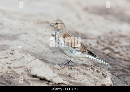 Hänfling (Acanthis Cannabina). Wildvögel in einen natürlichen Lebensraum. Stockfoto