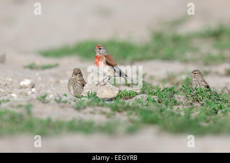 Hänfling (Acanthis Cannabina). Wildvögel in einen natürlichen Lebensraum. Stockfoto